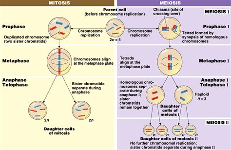 Are Homologous Chromosomes Present In Mitosis