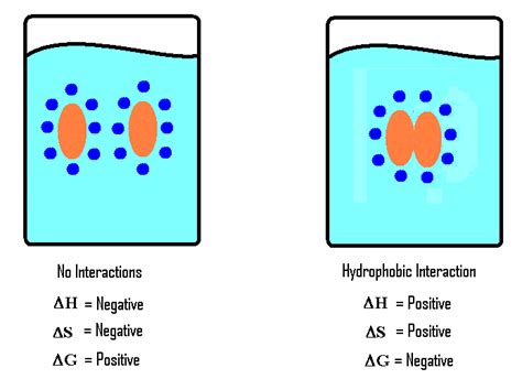 Are Hydrophobic Interactions Stronger Than Hydrogen Bonds