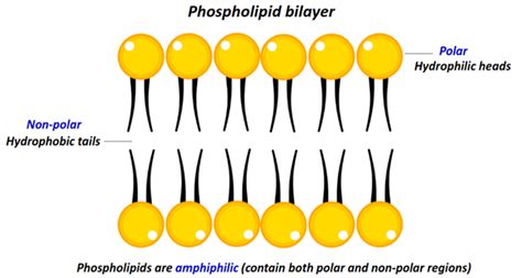 Are Lipids Polar Or Non Polar