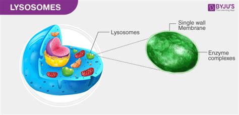 Are Lysosomes In A Plant Cell