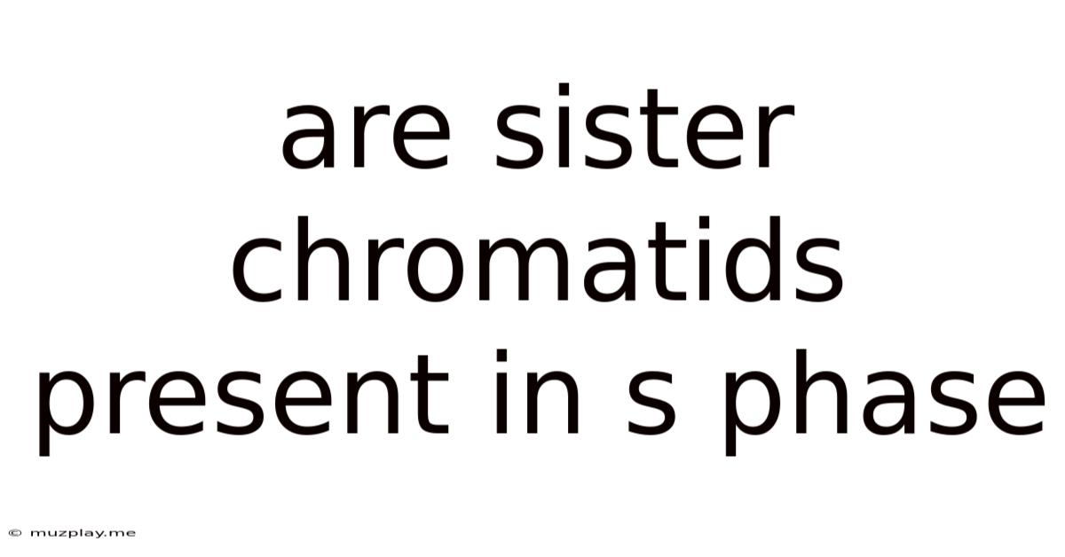 Are Sister Chromatids Present In S Phase