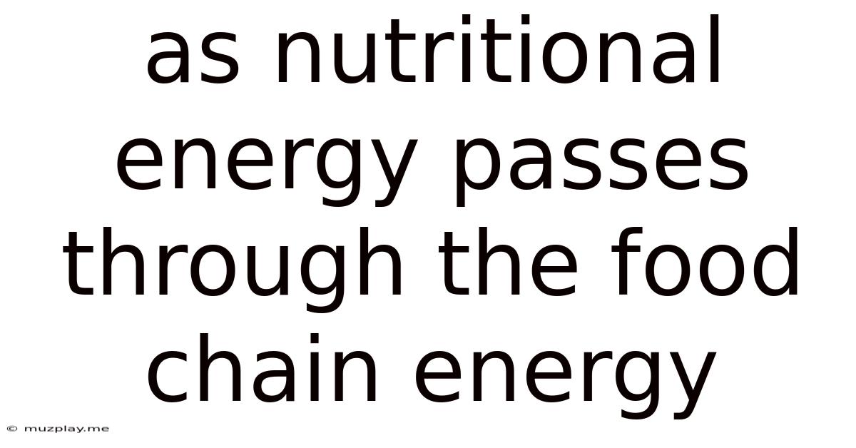 As Nutritional Energy Passes Through The Food Chain Energy