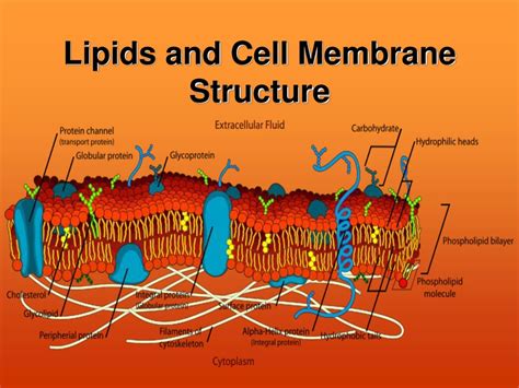 Assembles Some Components Of The Cell Membrane Synthesizes Lipids