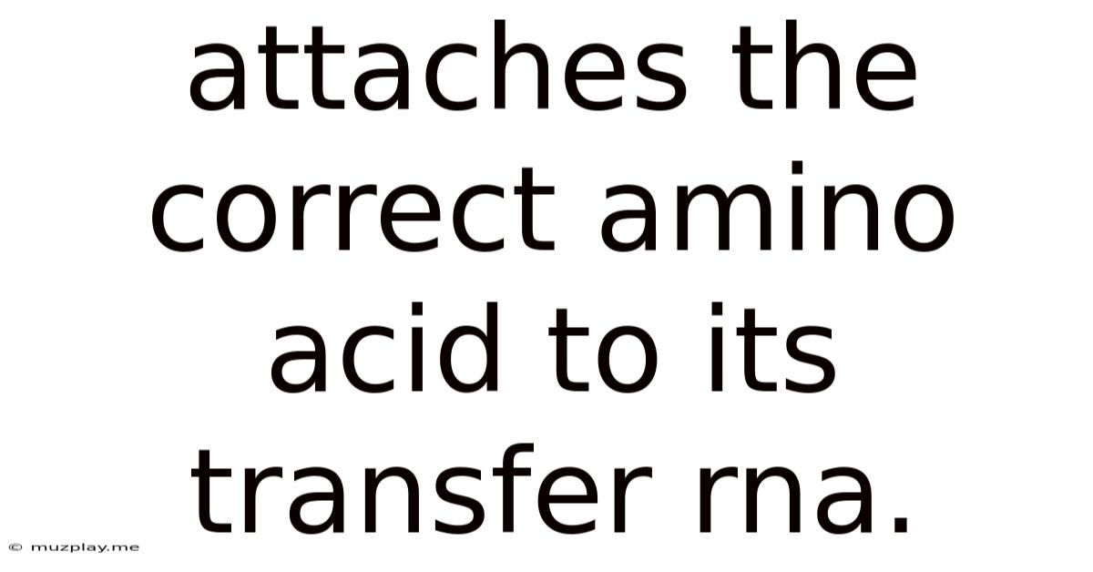 Attaches The Correct Amino Acid To Its Transfer Rna.
