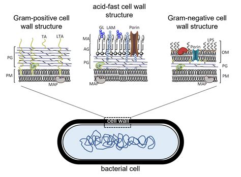 Bacteria That Have Acid-fast Positive Cell Walls Include