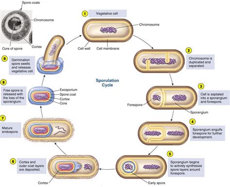 Bacterial Endospores Are More Resistant To Disinfectants Than Vegetative Cells.