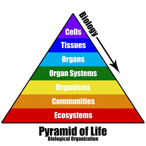 Based On Hierarchical Levels Of Biological Organization