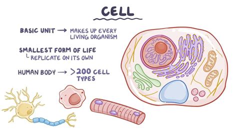 Basic Unit Of Structure And Function In An Organism