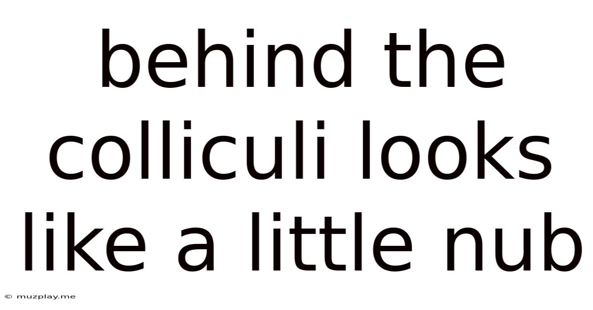 Behind The Colliculi Looks Like A Little Nub