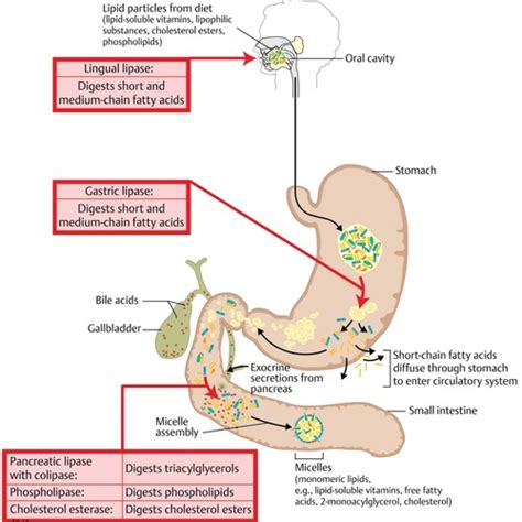 Bile Assists In The Chemical Digestion Of Triglycerides By