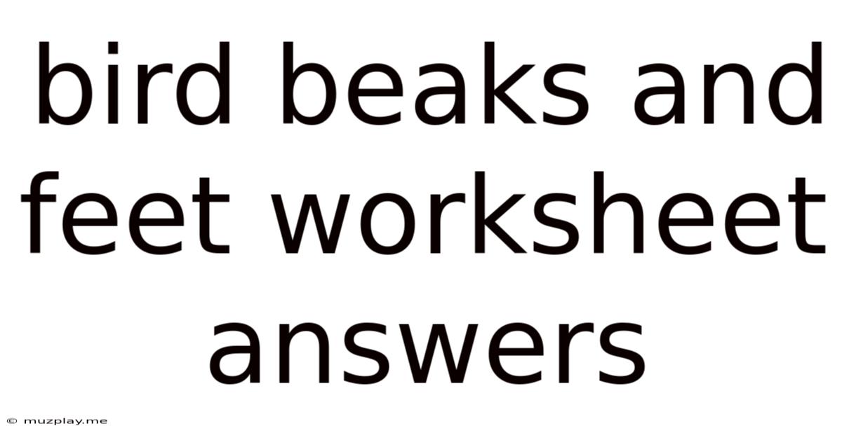 Bird Beaks And Feet Worksheet Answers