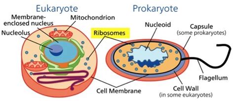 Both Eukaryotic And Prokaryotic Cells Have Ribosomes In The