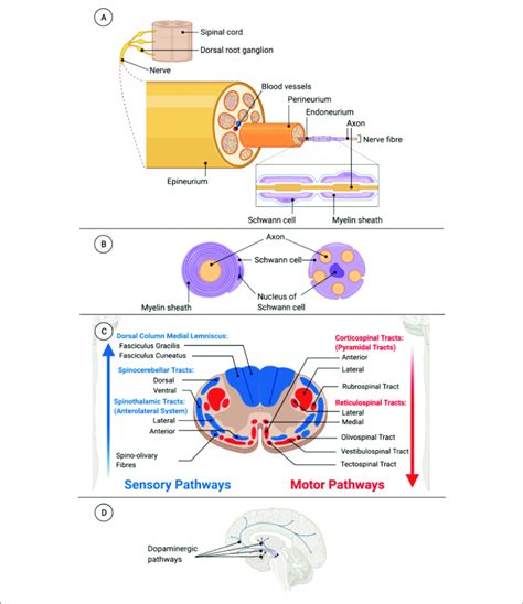 Bundles Of Axons In The Central Nervous System Are Called