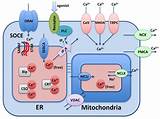 Calcium Ions Bind To Which Regulatory Protein