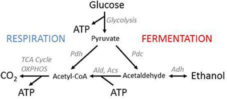 Can Glucose Be Metabolized By Yeast