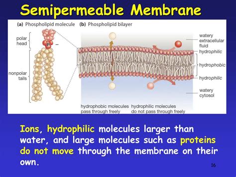 Can Hydrophilic Molecules Pass Through Membrane