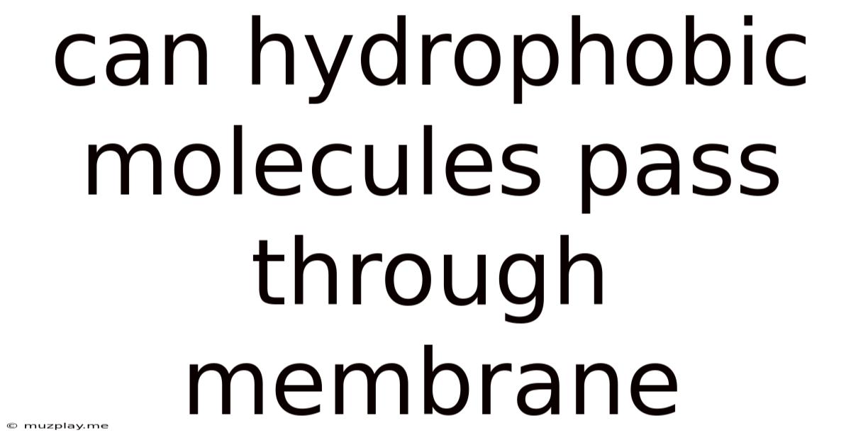 Can Hydrophobic Molecules Pass Through Membrane