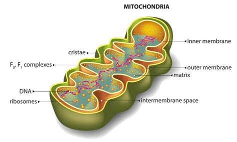 Can Mitochondria Survive Outside The Cell