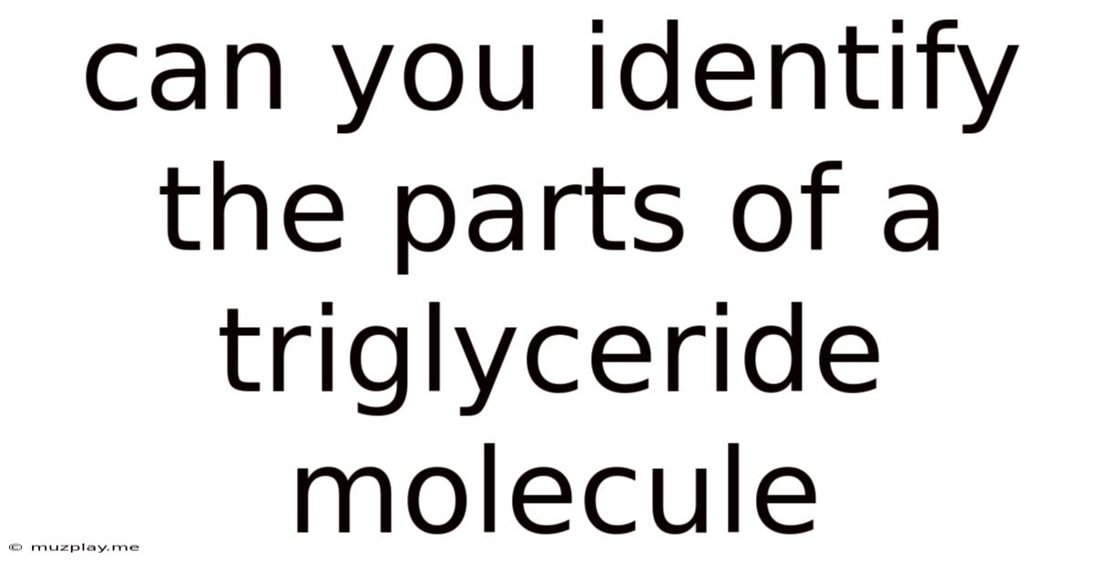 Can You Identify The Parts Of A Triglyceride Molecule