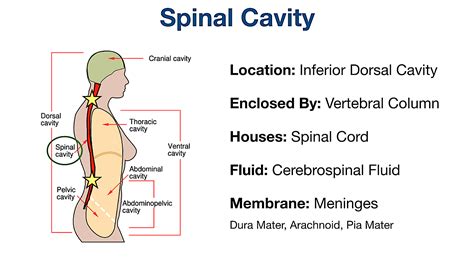 Cavity That Contains The Brain And Spinal Cord