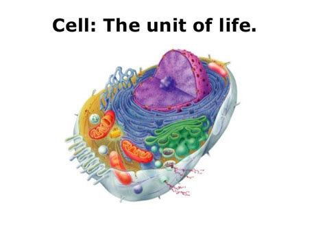 Cell A Basic Unit Of Life