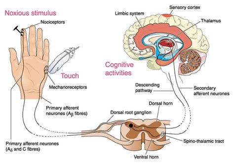 Cell Bodies Of Sensory Neurons Are Located In