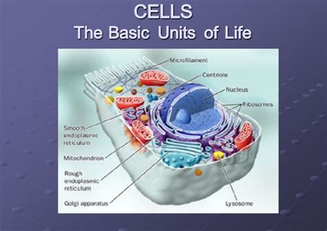 Cell The Basic Unit Of Life