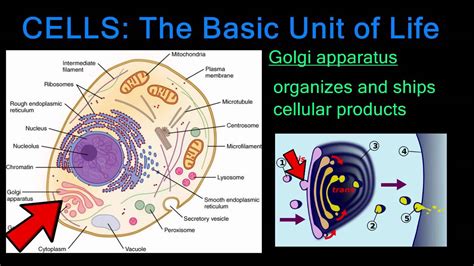 Cells Are The Basic Unit Of Life