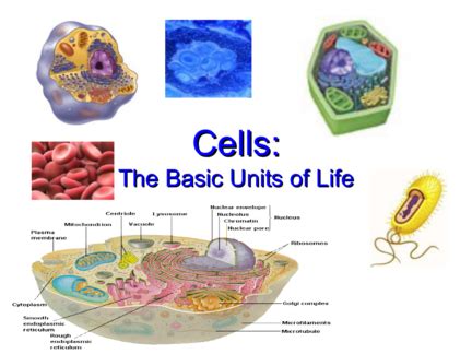 Cells The Basic Unit Of Life