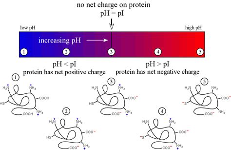 Changing The Ph Can Cause A Protein To:'