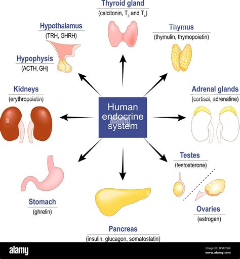 Chart Of Endocrine Glands And Their Hormones