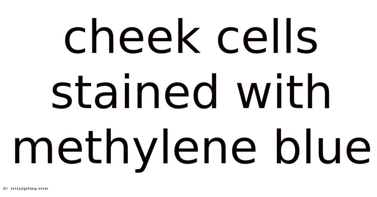 Cheek Cells Stained With Methylene Blue