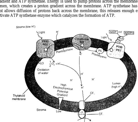 Chemiosmosis Atp Synthesis In Chloroplasts Answer Key