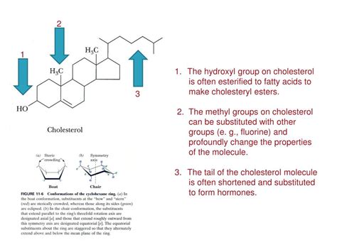 Cholesterol Is Made Up Of How Many Terpene Units