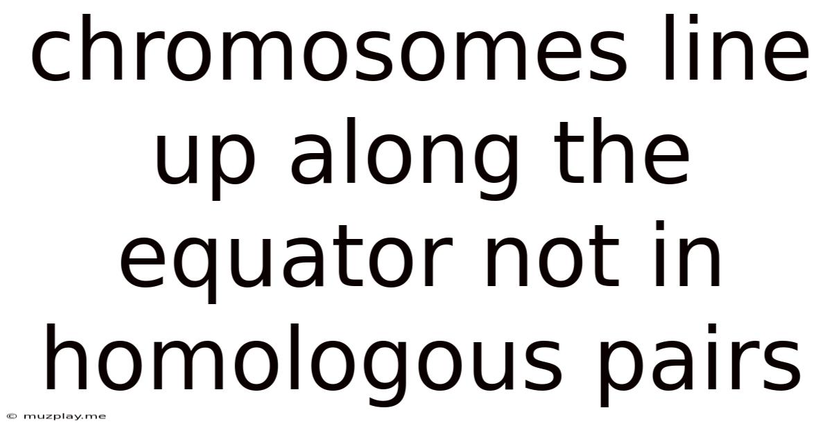 Chromosomes Line Up Along The Equator Not In Homologous Pairs