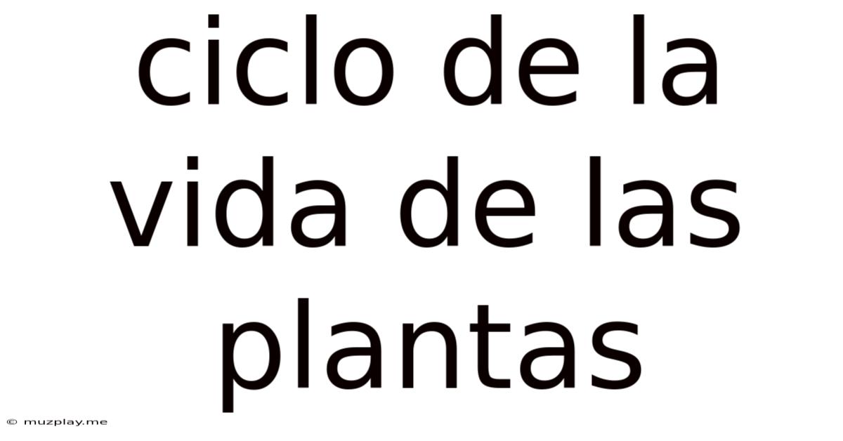 Ciclo De La Vida De Las Plantas