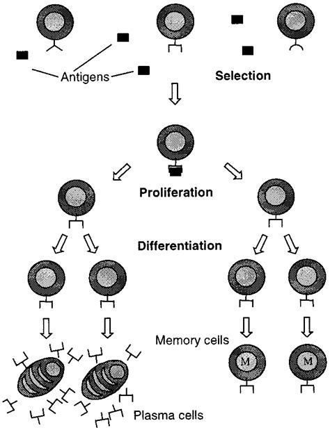 Clonal Selection Is An Explanation For How