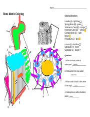 Color The Bone Matrix Answer Key