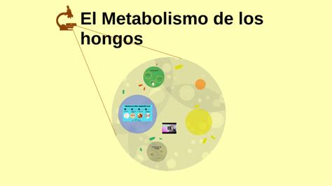 Como Es El Metabolismo De Los Hongos