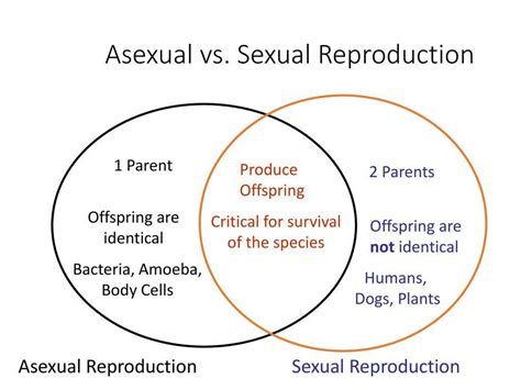 Compare And Contrast Asexual And Sexual Reproduction