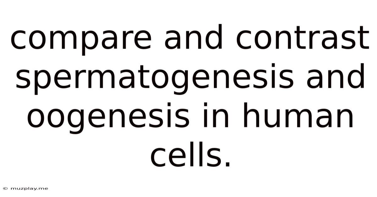 Compare And Contrast Spermatogenesis And Oogenesis In Human Cells.