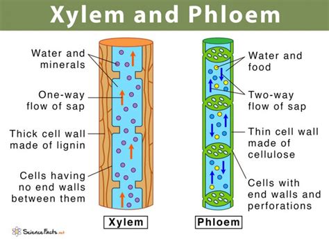 Compare And Contrast Xylem And Phloem