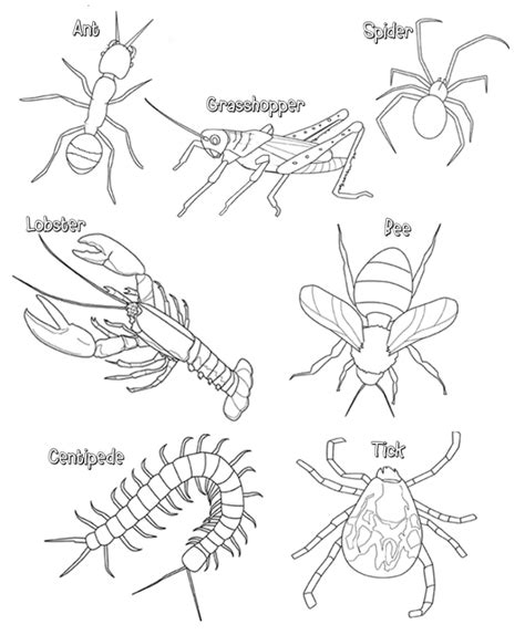 Compare The Anatomy Of Arthropods Answer Key