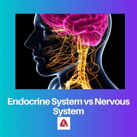 Compared To The Endocrine System The Nervous System