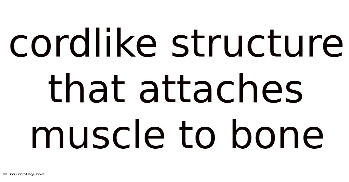 Cordlike Structure That Attaches Muscle To Bone