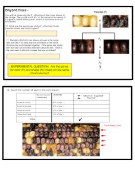 Corn Genetics And Chi Square Analysis