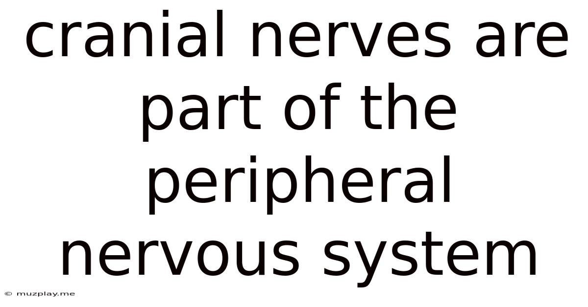 Cranial Nerves Are Part Of The Peripheral Nervous System