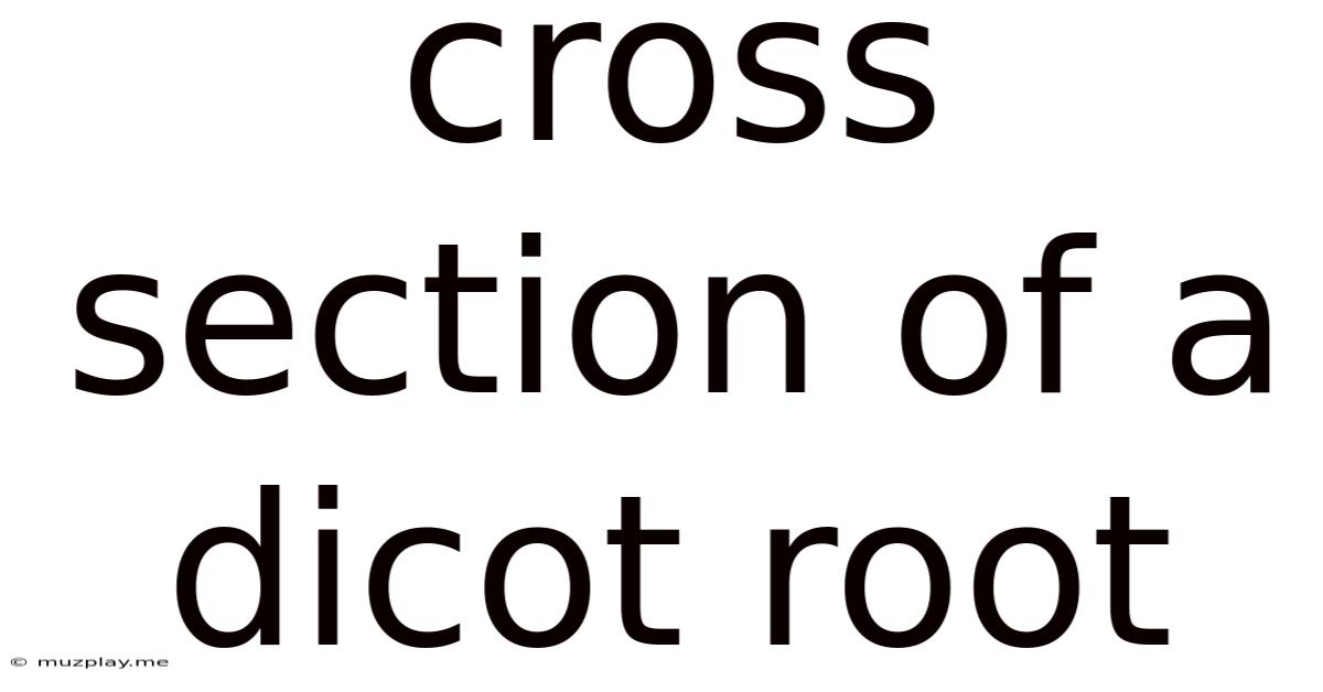 Cross Section Of A Dicot Root