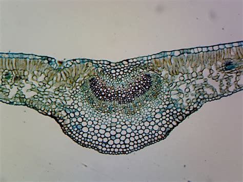 Cross Section Of A Leaf Microscope