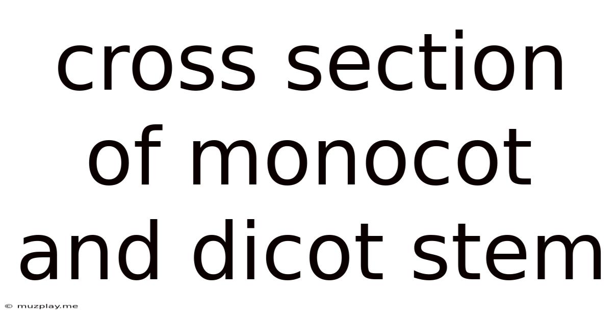 Cross Section Of Monocot And Dicot Stem